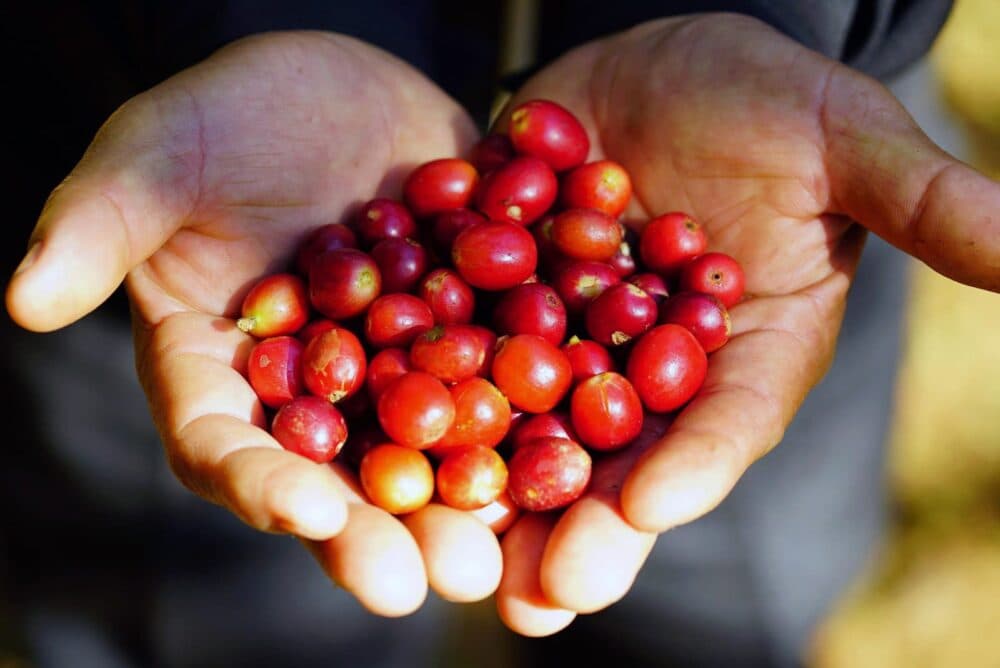 World Tree Tea&Coffee -世界樹のお茶- 店舗写真 1